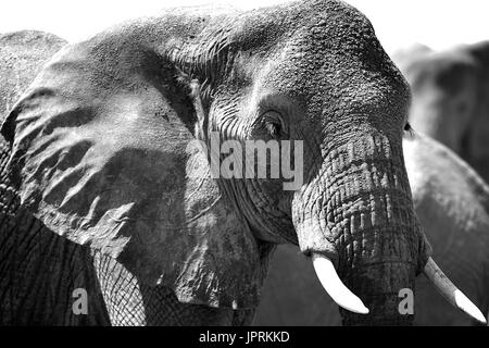 Elefanten durchstreifen die Serengeti Stockfoto