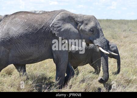 Elefanten durchstreifen die Serengeti Stockfoto