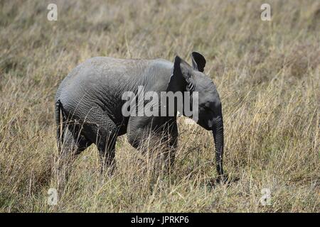 Elefanten durchstreifen die Serengeti Stockfoto