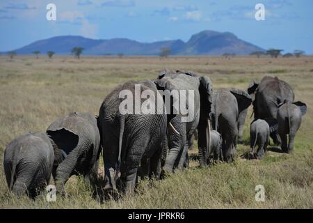 Elefanten durchstreifen die Serengeti Stockfoto