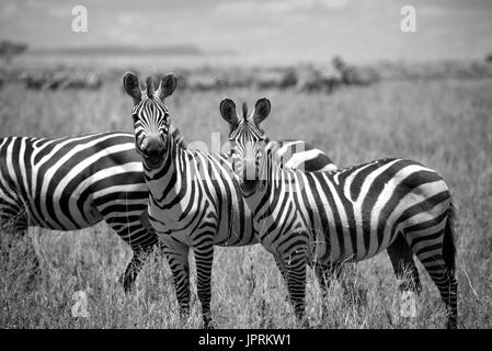 Faszinierende Zebras grasen die Savanne der Serengeti Nationalpark in Tansania. Stockfoto