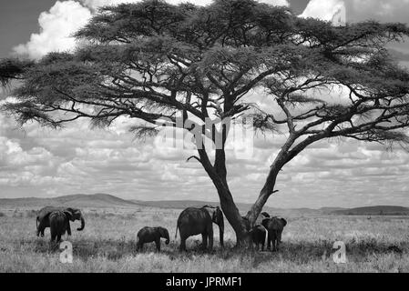 Elefanten durchstreifen die Serengeti Stockfoto