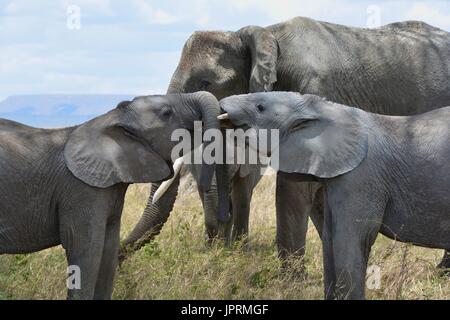 Elefanten durchstreifen die Serengeti Stockfoto