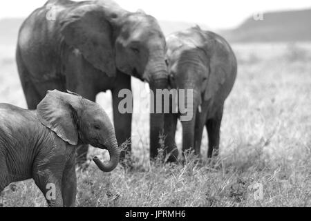 Elefanten durchstreifen die Serengeti Stockfoto