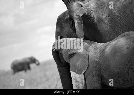 Elefanten durchstreifen die Serengeti Stockfoto