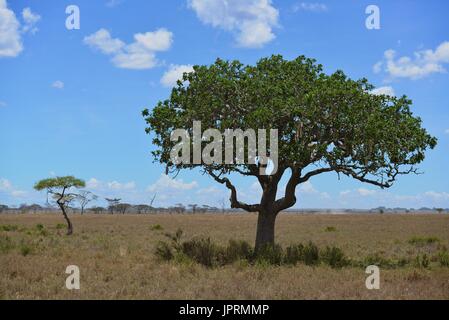 African Safari in Tansania Stockfoto