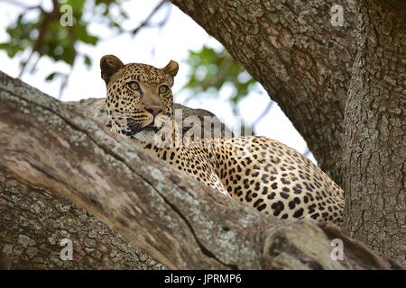 Faul Leopard in einer Akazie in der Serengeti. Stockfoto