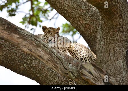 Faul Leopard in einer Akazie in der Serengeti. Stockfoto