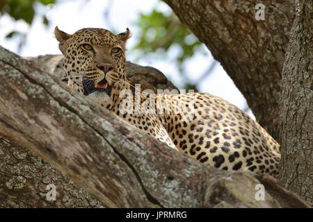 Faul Leopard in einer Akazie in der Serengeti. Stockfoto