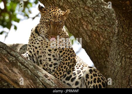 Faul Leopard in einer Akazie in der Serengeti. Stockfoto