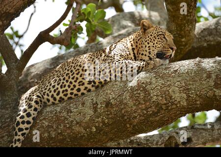 Faul Leopard in einer Akazie in der Serengeti. Stockfoto