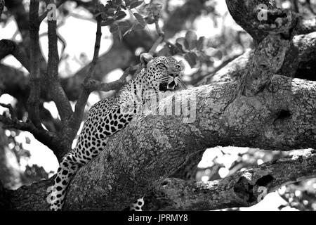 Faul Leopard in einer Akazie in der Serengeti. Stockfoto