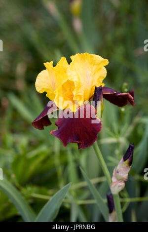 Iris 'Andalou"wächst in einem englischen Garten. Stockfoto