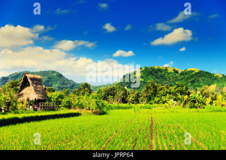 Grüne Reisfelder, Reisterrassen auf dem Berg in der Nähe von beliebten touristischen Hindu Tempel Pura Ulun Danu Beratan auf einem See im Hintergrund bewölkt Sommerhimmel. Stockfoto