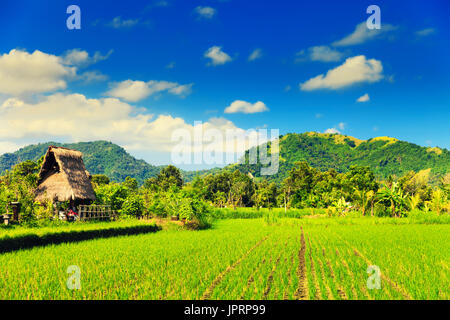 Grüne Reisfelder, Reisterrassen auf dem Berg in der Nähe von beliebten touristischen Hindu Tempel Pura Ulun Danu Beratan auf einem See im Hintergrund bewölkt Sommerhimmel. Stockfoto