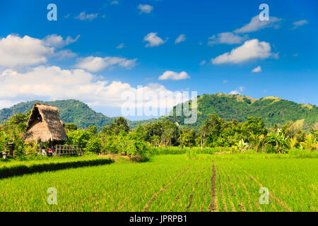 Grüne Reisfelder, Reisterrassen auf dem Berg in der Nähe von beliebten touristischen Hindu Tempel Pura Ulun Danu Beratan auf einem See im Hintergrund bewölkt Sommerhimmel. Stockfoto