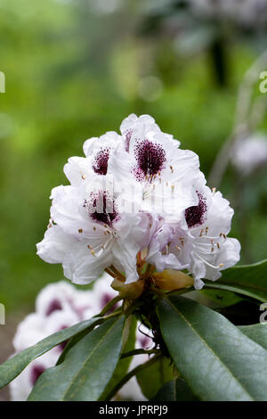 Rhododendron 'Calsap' Blumen. Stockfoto