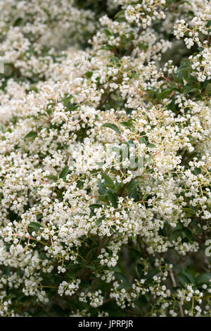 Viburnum x Hillieri "Winton" Blumen im Frühjahr. Stockfoto