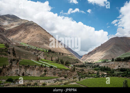 Frühling-Weinberg. Elqui-Tal, Anden Teil der Atacama-Wüste in der Region Coquimbo, Chile Stockfoto