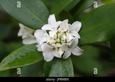 Daphne - Odora Alba Stockfoto