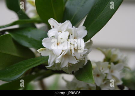 Daphne - Odora Alba Stockfoto