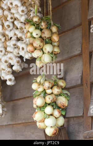 Zwiebeln in einem Bauernhof Schuppen hängen Stockfoto