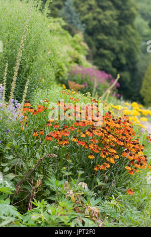 Helenium, Sneezeweed Blume Stockfoto