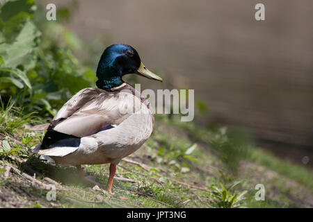 Eine männliche Stockente am Rand des Teiches an einem sonnigen Nachmittag. Auf malden Park in Windsor, Ontario Kanada fotografiert. Stockfoto