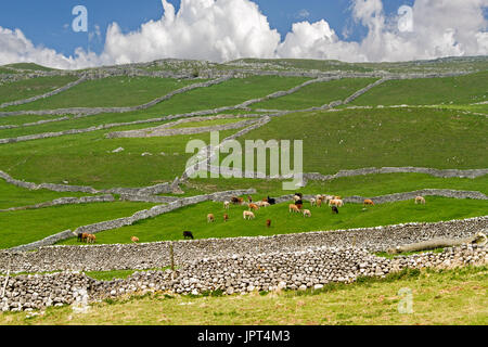 Yorkshire Dales Landschaft mit Rinder grasen in Smaragdgrün Felder durch Labyrinth von Trockenmauern über Hügel unter blauem Himmel unterteilt Stockfoto