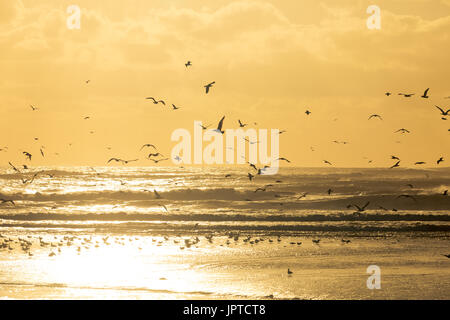 Große Gruppe Op Möwen nehmen vom Strand bei Sonnenuntergang. Stockfoto