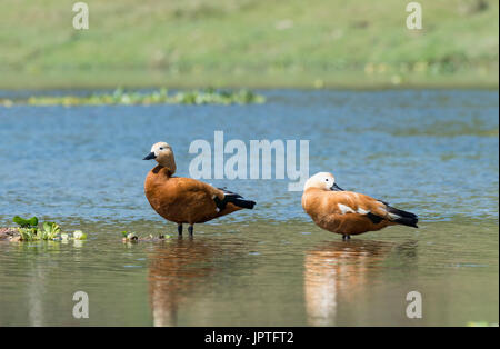 Ruddy Brandgänse (Tadorna Ferruginea) stehen im Wasser, Chitwan Nationalpark, Nepal Stockfoto