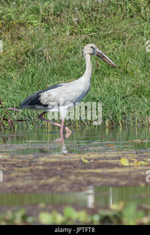 Asiatischer Openbill Storch (Anastomus Oscitans) zu Fuß in das Wasser, Chitwan Nationalpark, Nepal Stockfoto