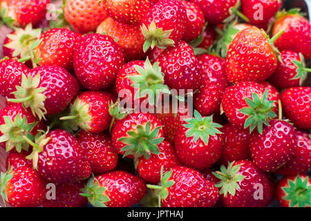 Hintergrund aus erntefrischen Erdbeeren direkt über Stockfoto