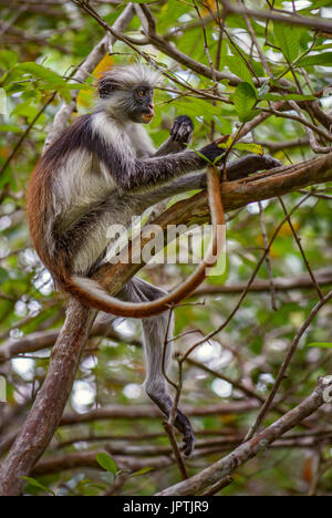 Zanzibar Red Colobus - Piliocolobus Kirkii, Sansibar, Tansania Stockfoto