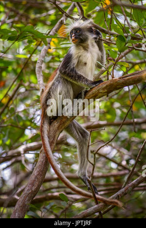 Zanzibar Red Colobus - Piliocolobus Kirkii, Sansibar, Tansania Stockfoto