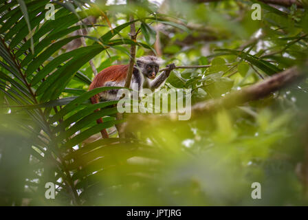 Zanzibar Red Colobus - Piliocolobus Kirkii, Sansibar, Tansania Stockfoto