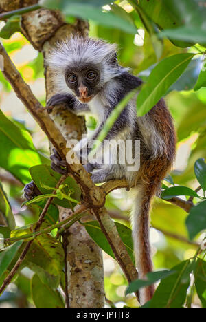 Zanzibar Red Colobus - Piliocolobus Kirkii, Sansibar, Tansania Stockfoto