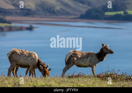 Eine Gruppe von drei Tule elk Kühe in Point Reyes National Seashore, Kalifornien. Stockfoto