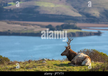 Eine junge tule elk Bull war in Ruhe unter Mid-Tag Sonne in Point Reyes National Seashore, Kalifornien. Stockfoto