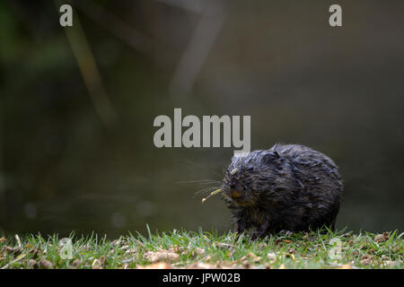 Schwarz-Schermaus (Arvicola Amphibius) - vor allem in Schottland gefunden Stockfoto