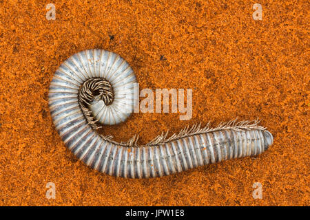 Riesige afrikanische Tausendfüßler (Archispirostreptus Gigas) Exoskelett, Kgalagadi Transfrontier Park, Südafrika, Januar 2017 Stockfoto