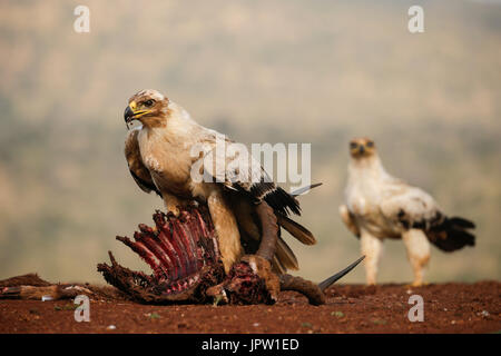 Tawny Adler (Aquila Rapax) am Korpus, Zimanga privaten Wildgehege, KwaZulu-Natal, Südafrika, Mai 2017 Stockfoto