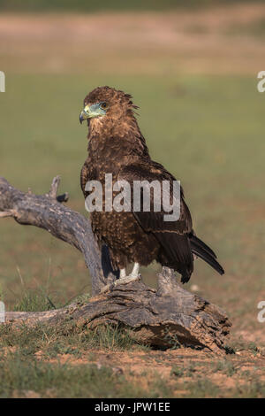 Bateleur (Terathopius Ecaudatus) unreif, Kgalagadi Transfrontier Park, Südafrika, Februar 2017 Stockfoto