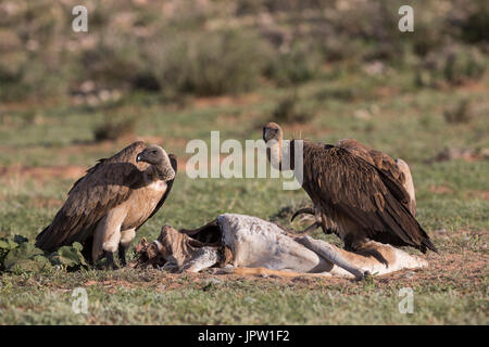 Weißrückenspecht Geier (abgeschottet Africanus) auf Kadaver, Kgalagadi Transfrontier Park, Südafrika, Januar 2017 Stockfoto