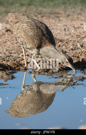 Kori Bustard (Ardeotis Kori) trinken, Kgalagadi Transfrontier Park, Northern Cape, South Africa, Februar 2017 Stockfoto