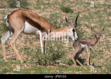 Springbock (Antidorcas Marsupialis) mit Neugeborenen Kalb, Kgalagadi Transfrontier Park, Northern Cape, South Africa, Januar 2017 Stockfoto