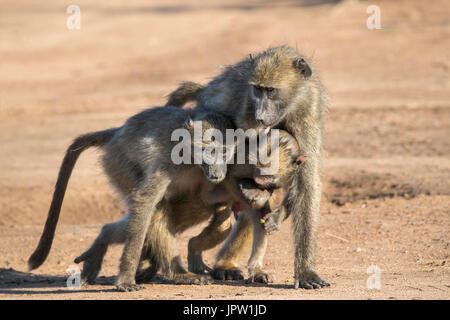Chacma Paviane (Papio Ursinus), Krüger Nationalpark, Südafrika, Mai 2017 Stockfoto
