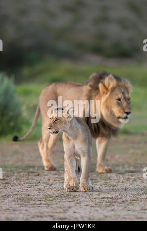 Junger Löwe (Panthera Leo) mit Erwachsenen, Kgalagadi Transfrontier Park, Northern Cape, South Africa, Februar 2017 Stockfoto