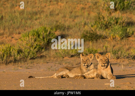 Junge Löwen (Panthera Leo), Kgalagadi Transfrontier Park, Northern Cape, South Africa, Februar 2017 Stockfoto