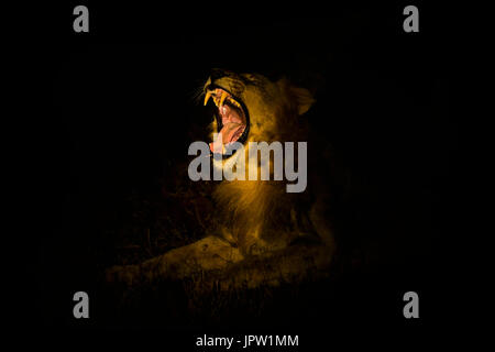 Löwe (Panthera Leo) Gähnen in der Nacht, Zimanga private Game reserve, KwaZulu-Natal, Südafrika, Mai 2017 Stockfoto